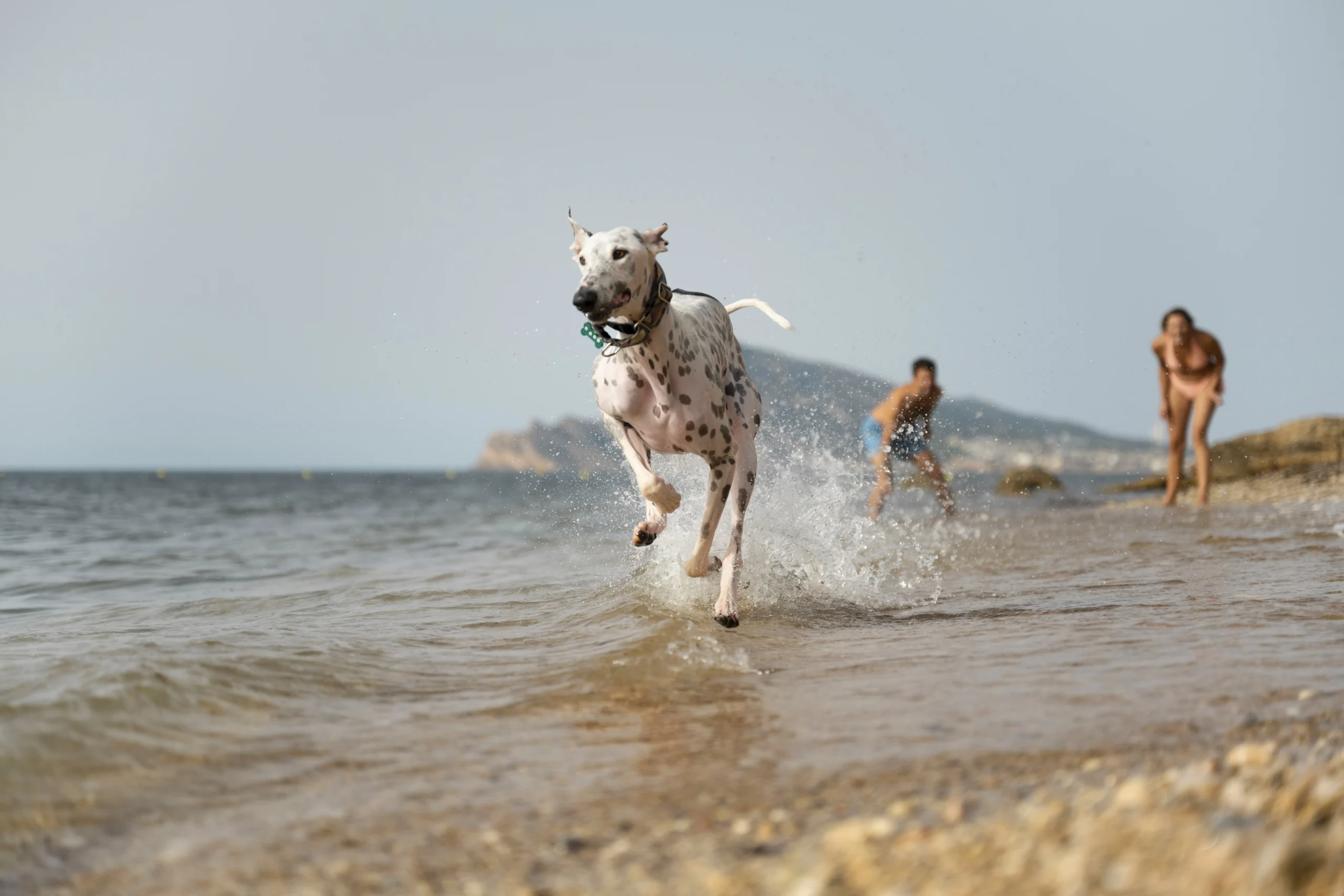 Dog Friendly Beaches in St. Augustine