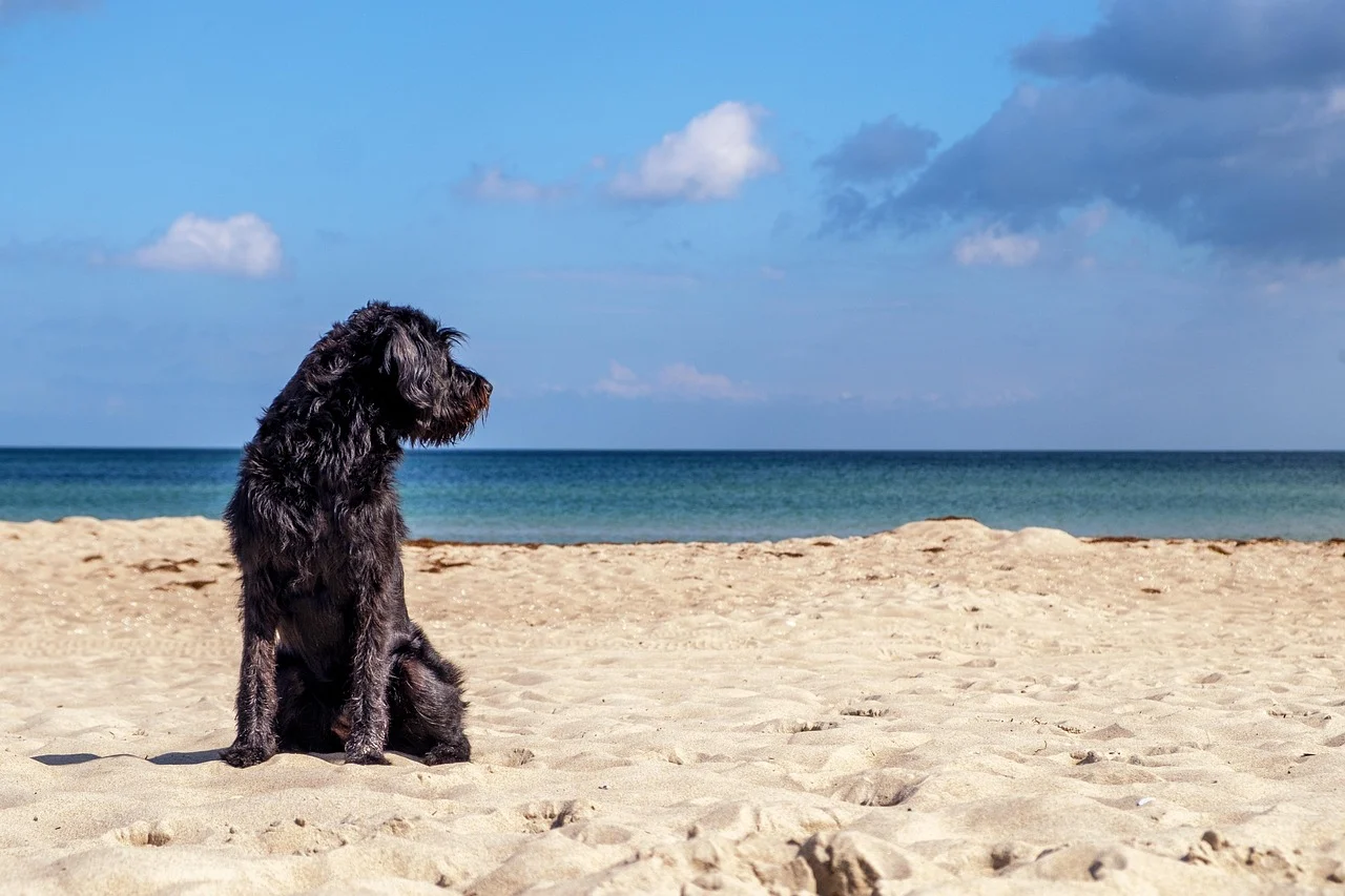 Dog Friendly Guide to Vilano Beach, St. Augustine