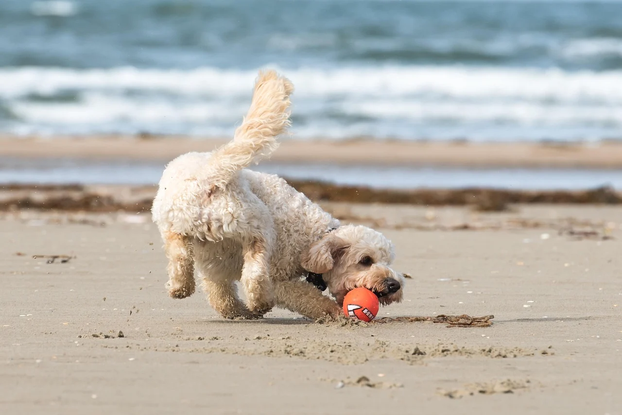 Dog Friendly Guide to Crescent Beach Florida