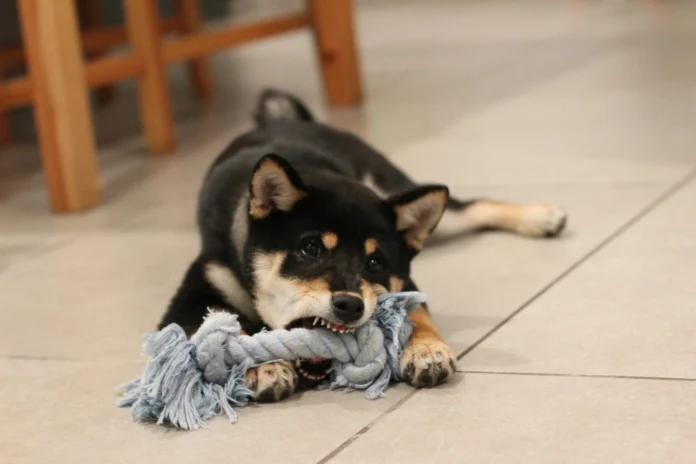 Dog