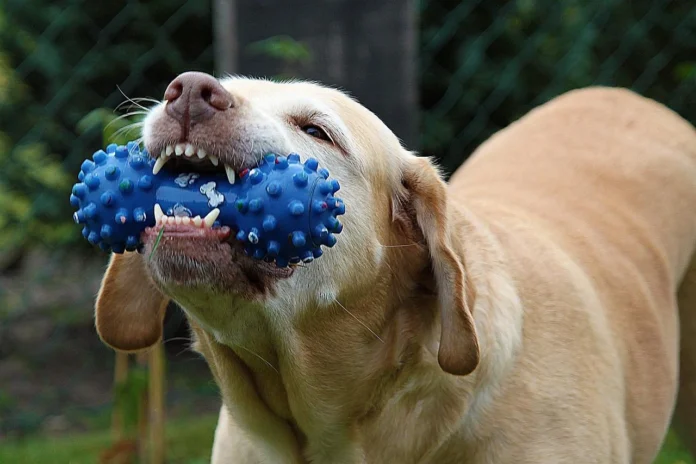 Chews and Bites