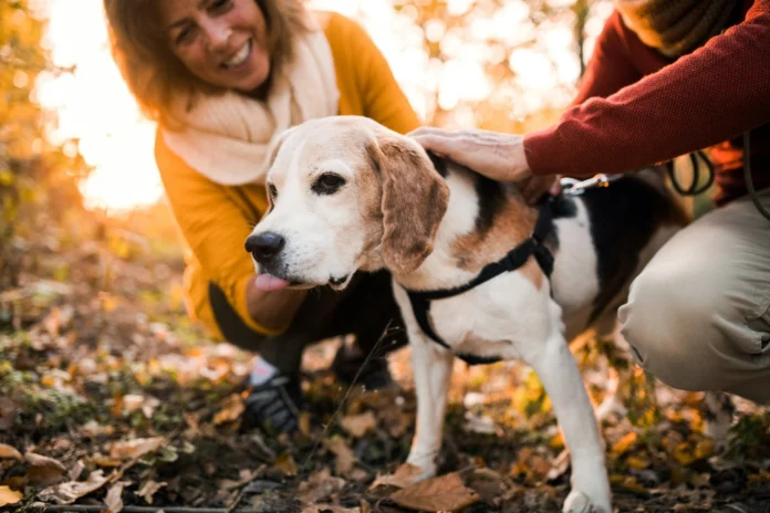 Dog Training