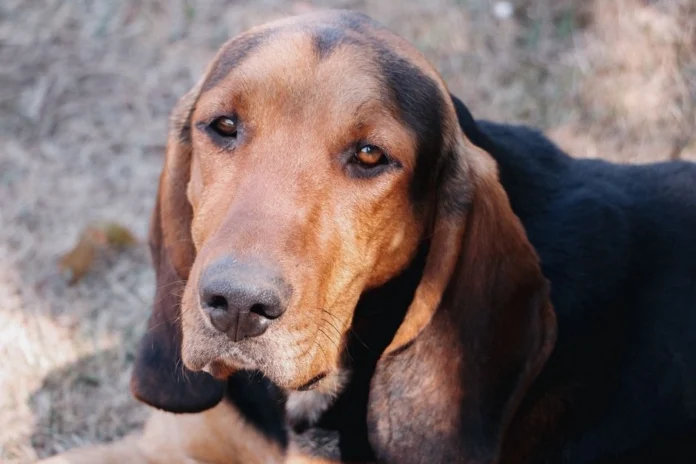 dog breeds