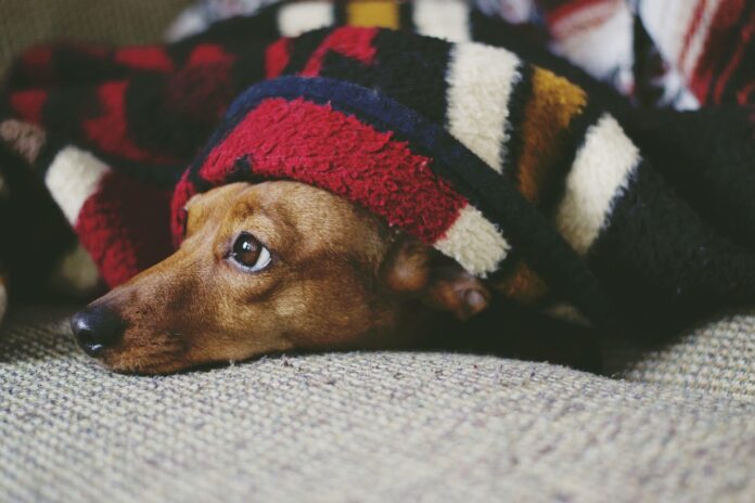 Charming Gift Ideas Made for Dachshund Lovers