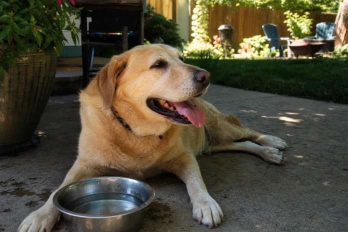 Dog