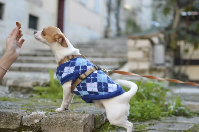 What Retailers Should Know Before Buying Dog Treats in Bulk